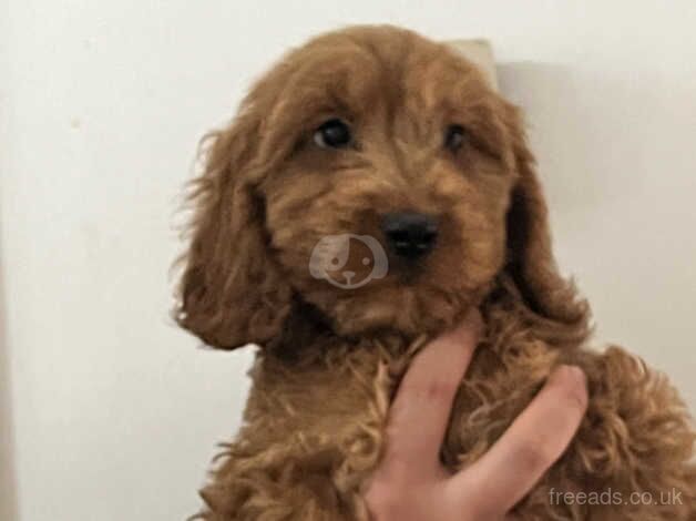 Last 2 Cockapoo puppies for sale in Ashford, Devon - Image 4