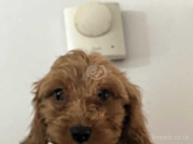 Last 2 Cockapoo puppies for sale in Ashford, Devon - Image 5