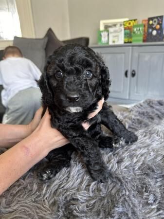 LAST 2 F1B little cockapoo puppys merle black for sale in Ossett, West Yorkshire - Image 2