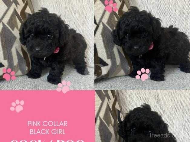 Last 4 cockapoo puppies looking for their forever homes for sale in Earls Colne, Essex