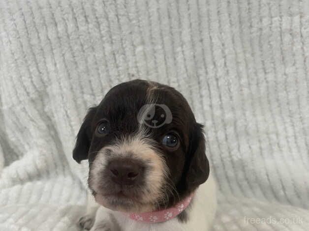 Cockapoo Puppies for sale in Staffordshire