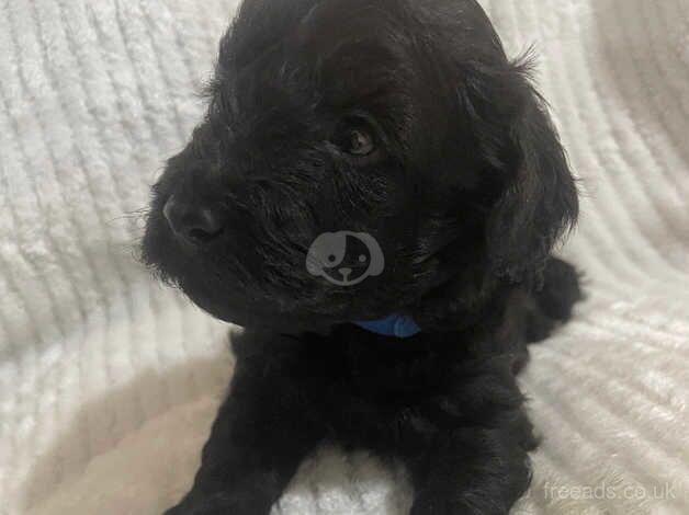 Last 3 remaining cockapoo puppies 2 boys 1 girl for sale in Stoke-on-Trent, Staffordshire