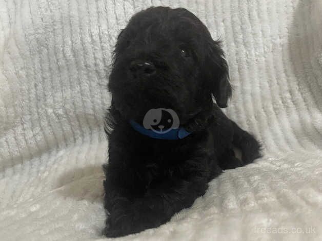 Last 3 remaining cockapoo puppies 2 boys 1 girl for sale in Stoke-on-Trent, Staffordshire - Image 2