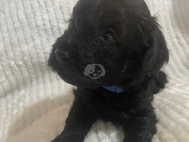 Cockapoo Puppies for sale in Staffordshire