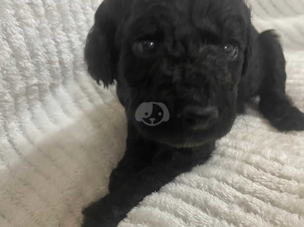 Last 3 remaining cockapoo puppies 2 boys 1 girl for sale in Stoke-on-Trent, Staffordshire - Image 5