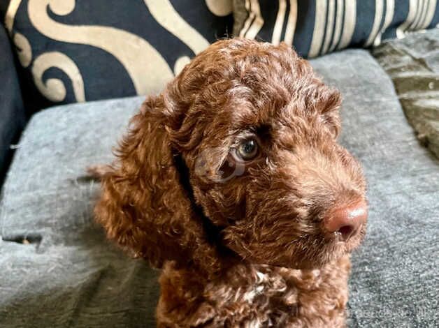 Last Adorable Male Cockapoo for sale in Bristol - Image 1