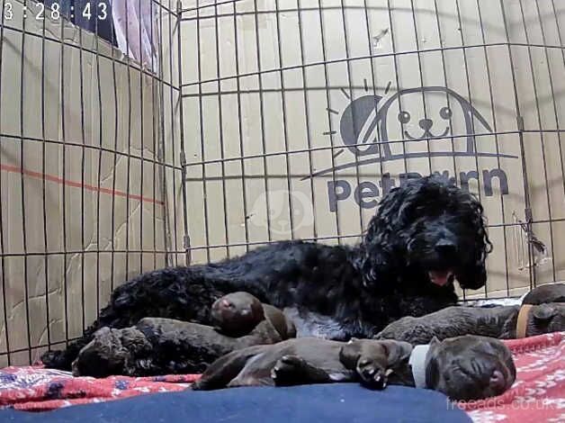 Last Adorable Male Cockapoo for sale in Bristol - Image 3