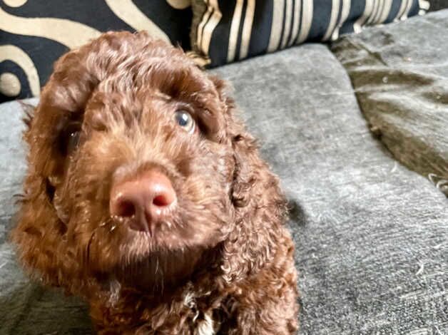 Last Adorable Male Cockapoo for sale in Bristol - Image 4