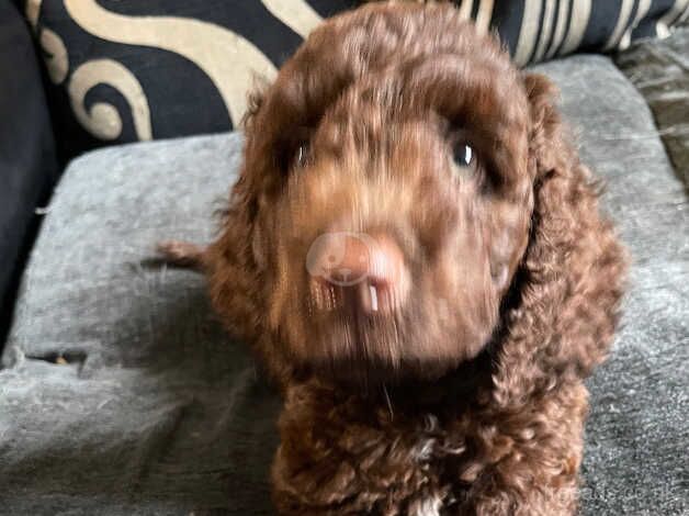 Last Adorable Male Cockapoo for sale in Bristol - Image 5