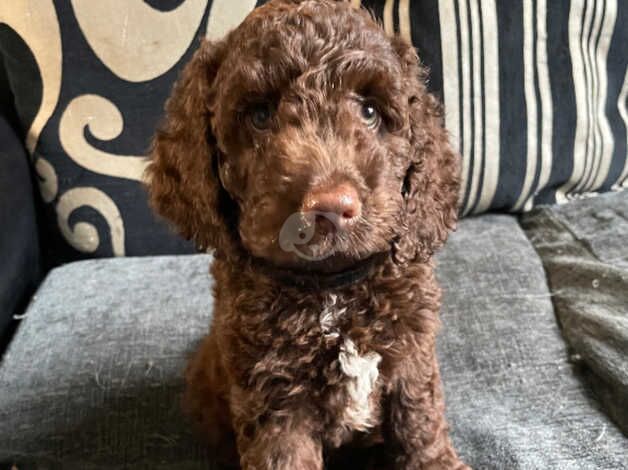 Last Adorable Male Cockapoo for sale in Bristol - Image 2