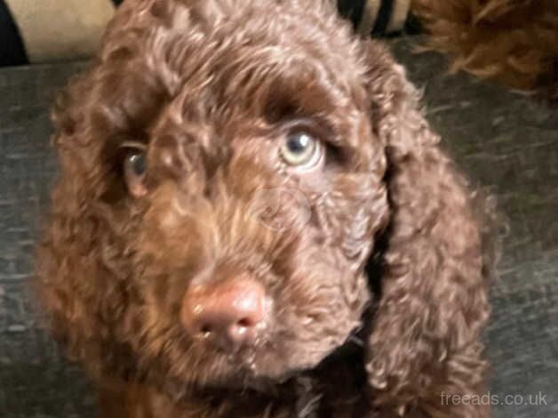 Last Adorable Male Cockapoo for sale in Bristol - Image 5