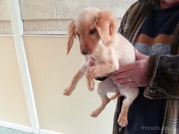 Last beautiful little girl cockapoo for sale in Evesham, Worcestershire