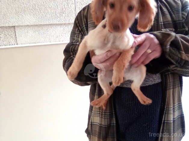 Last beautiful little girl cockapoo for sale in Evesham, Worcestershire - Image 2