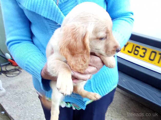 Cockapoo Puppies for sale in Worcestershire