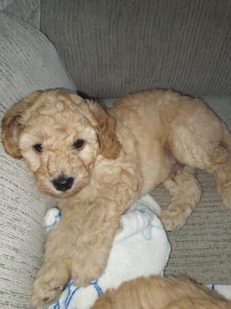 LAST BOY COCKAPOO PUPPY for sale in Sunderland, Tyne and Wear