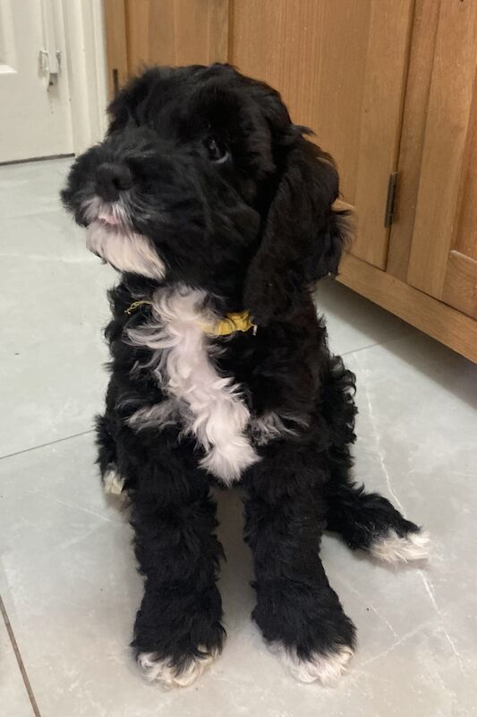 Last Boy Cockapoo Puppy - Ready to leave mum for sale in Eltham, Greenwich, Greater London