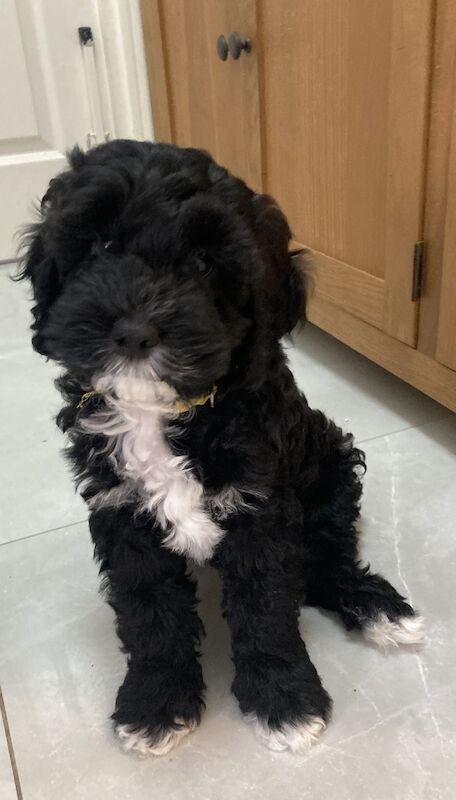 Last Boy Cockapoo Puppy - all sold for sale in Eltham, Greenwich, Greater London - Image 2