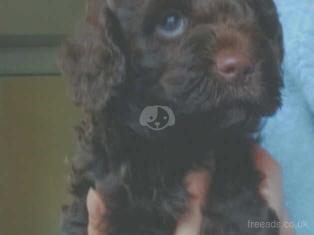 LAST chocolate boy available f1b cockapoo puppies for sale in Wednesbury, West Midlands