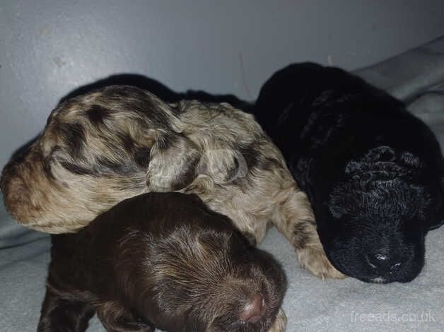 Cockapoo Puppies for sale in West Midlands