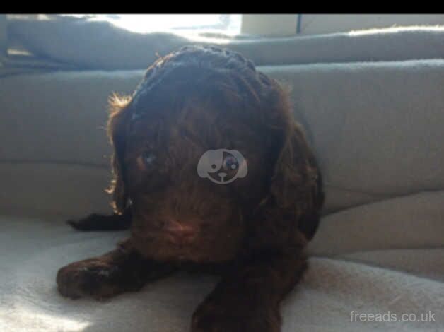 LAST chocolate boy available f1b cockapoo puppies for sale in Wednesbury, West Midlands - Image 5