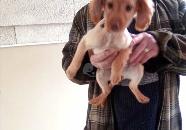 Last cockapoo girl puppy waking for her forever home for sale in Evesham, Worcestershire