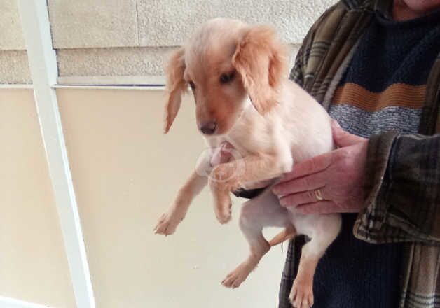 Last cockapoo girl puppy waking for her forever home for sale in Evesham, Worcestershire - Image 2