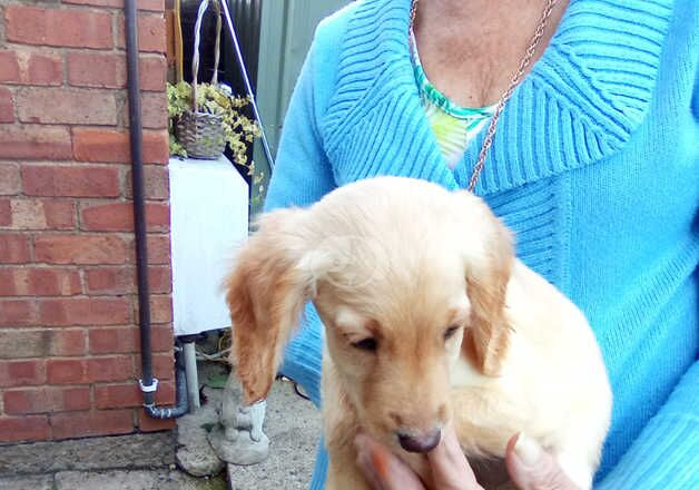 Last cockapoo girl puppy waking for her forever home for sale in Evesham, Worcestershire - Image 4