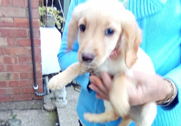 Last cockapoo girl puppy waking for her forever home for sale in Evesham, Worcestershire - Image 5