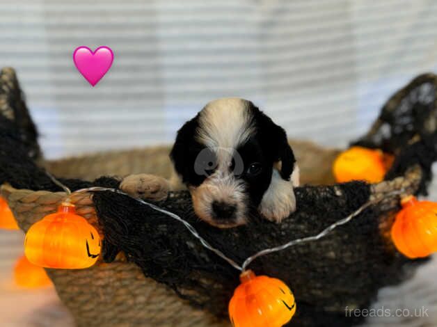 Last cockapoo puppy for sale in Morpeth, Northumberland