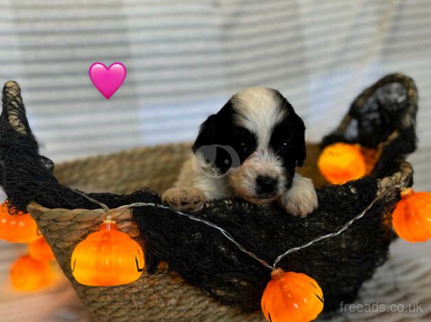 Last cockapoo puppy for sale in Morpeth, Northumberland - Image 2