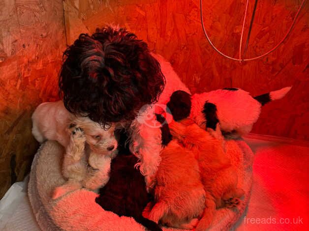 Last cockapoo puppy for sale in Morpeth, Northumberland - Image 3