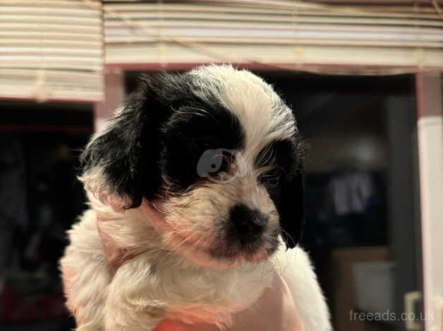 Last cockapoo puppy for sale in Morpeth, Northumberland - Image 4