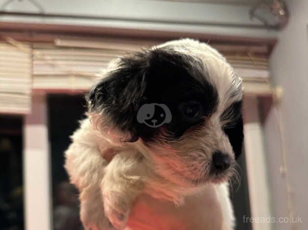 Last cockapoo puppy for sale in Morpeth, Northumberland - Image 5