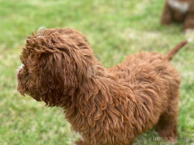 Last cocker pop girl available for sale in Middlesbrough, North Yorkshire - Image 3