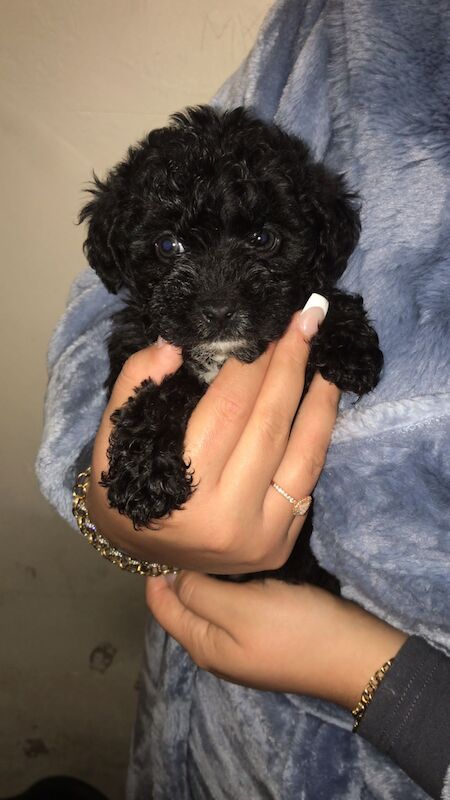 Last female Toy Cockerpoo pup left for sale in Telford, Shropshire