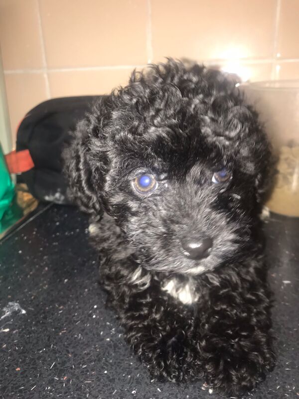 Last female Toy Cockerpoo pup left for sale in Telford, Shropshire - Image 3