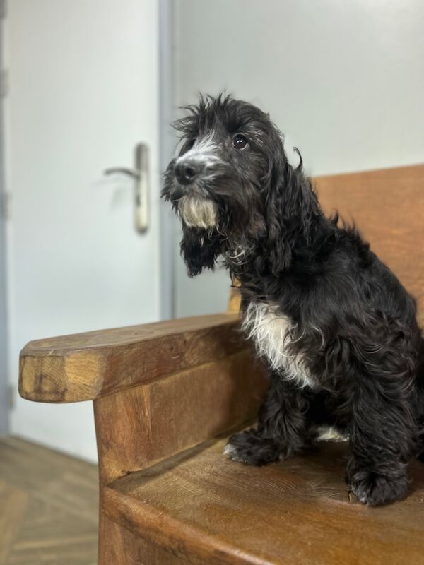 Last girl in her litter for sale in Upwell, Norfolk - Image 3