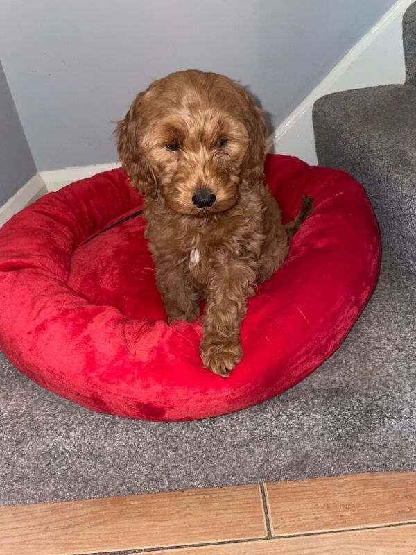 LAST GIRL LEFT Cockapoo puppies for sale in Gravesend, Kent