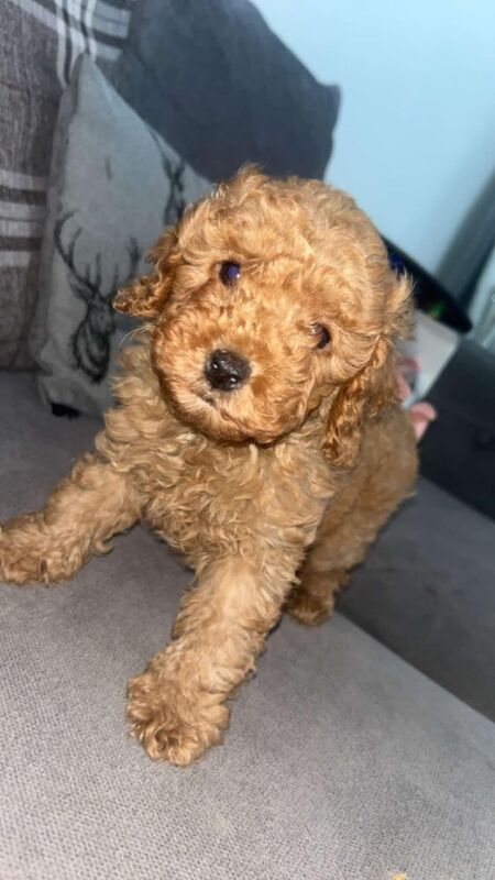 Last gorgeous Cockapoo male puppy for sale in SR5 5SU - Image 1