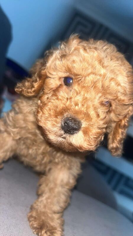 Last gorgeous Cockapoo male puppy for sale in SR5 5SU - Image 2