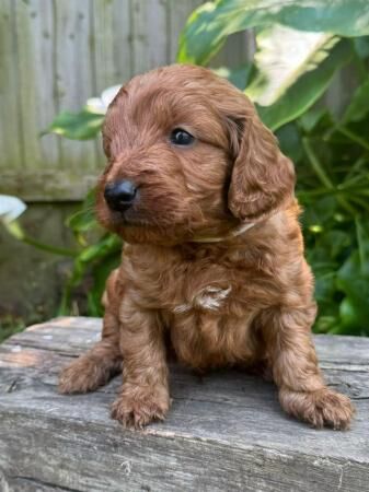 Last male red cockapoo puppy!!! for sale in Wisbech, Cambridgeshire - Image 1