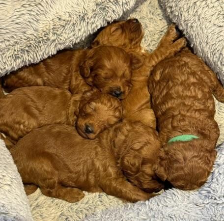 Last male red cockapoo puppy!!! for sale in Wisbech, Cambridgeshire - Image 2