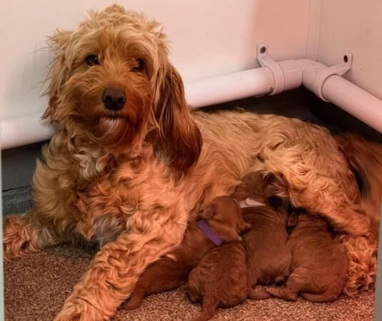 Last male red cockapoo puppy!!! for sale in Wisbech, Cambridgeshire - Image 3