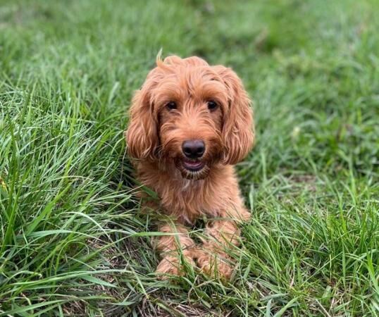 Last male red cockapoo puppy!!! for sale in Wisbech, Cambridgeshire - Image 4