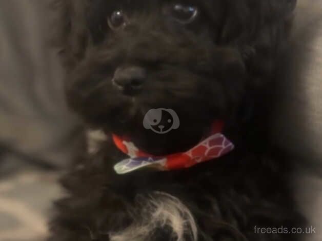 Last miniature Black Cockapoo Girl for sale in Havant, Hampshire