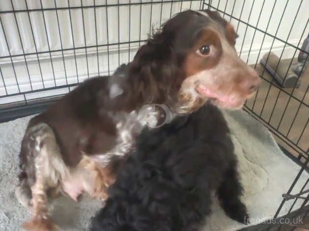 Last miniature Black Cockapoo Girl for sale in Havant, Hampshire - Image 2