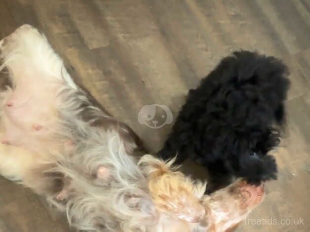 Last miniature Black Cockapoo Girl for sale in Havant, Hampshire - Image 3