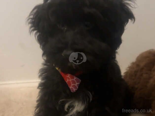 Last miniature Black Cockapoo Girl for sale in Havant, Hampshire - Image 4