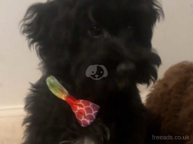 Last miniature Black Cockapoo Girl for sale in Havant, Hampshire - Image 5