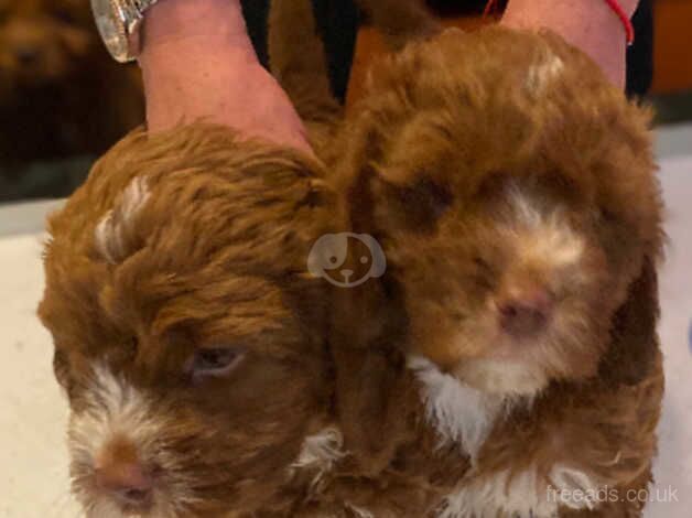 Last two Cockerpoo puppies for sale in Middlesbrough, North Yorkshire